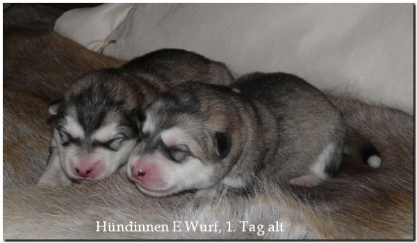 Welpen E Wurf 294.jpg